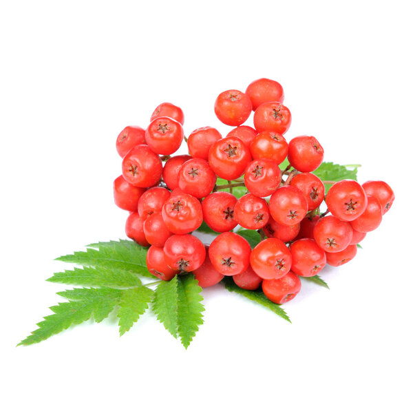 Red Rowan (Mountain-Ash) Berries Isolated on White Background