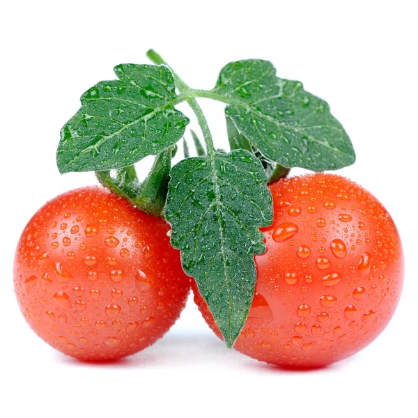Tomates vermelhos com folhas verdes e gotas de água isoladas em fundo branco — Fotografia de Stock
