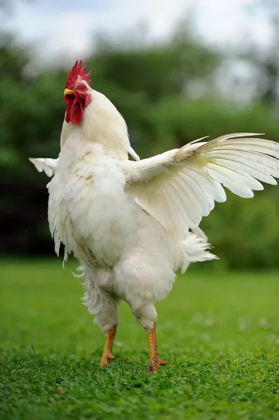 白公鸡 (公鸡) 带翅膀的蔓延 — 图库照片