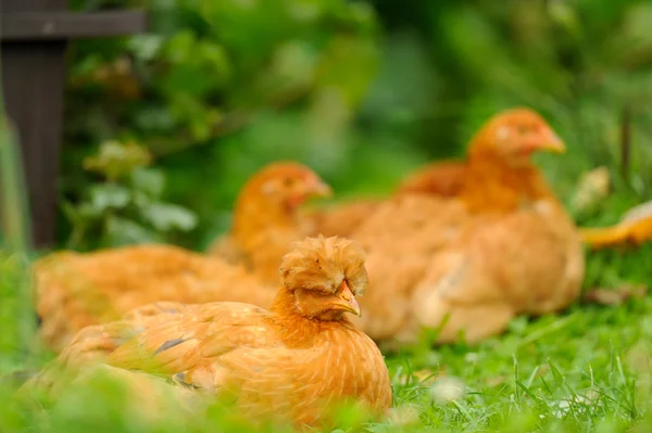 Красные цыплята отдыхают на зеленой траве — стоковое фото