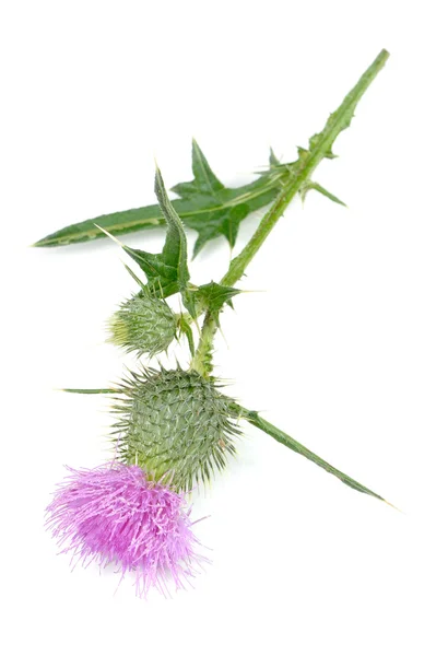 Milk Thistle (Silybum Marianum) z różowy kwiat na białym tle — Zdjęcie stockowe