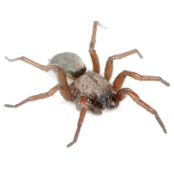 Aranha (Haplodrassus Signifier) Isolada sobre fundo branco — Fotografia de Stock