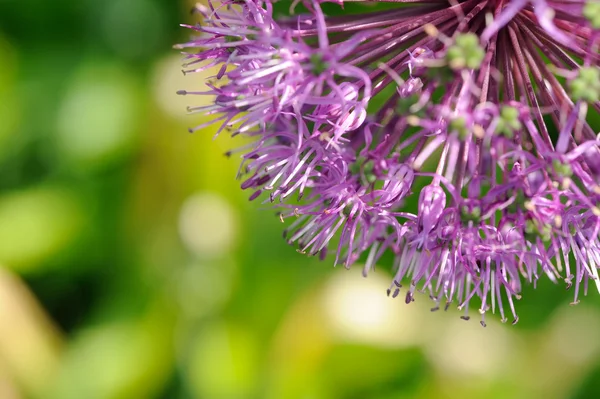 Fialové cibule květin na zeleném pozadí — Stock fotografie