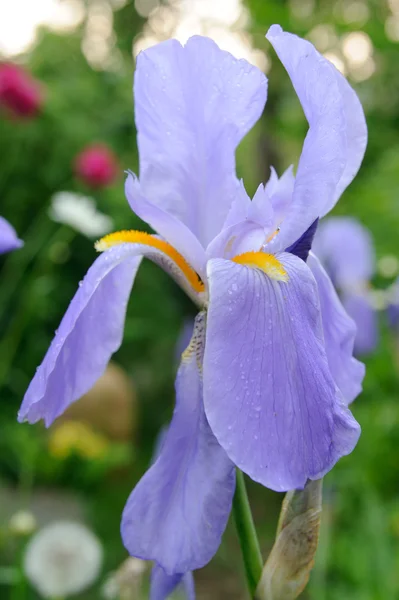 Blå flagg (Iris) blomma i trädgården — Stockfoto