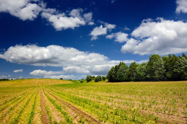 Campo di mais all'inizio dell'estate — Foto Stock