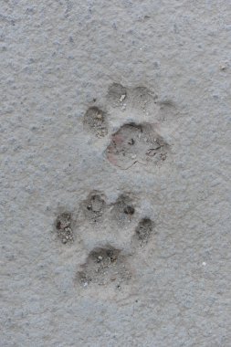 Beton kedi pençe izleri