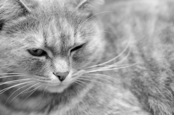 Entspannt flauschige Katze — Stockfoto