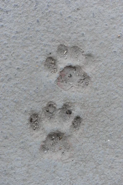 Cat Paw Prints in Concrete — Stock Photo, Image