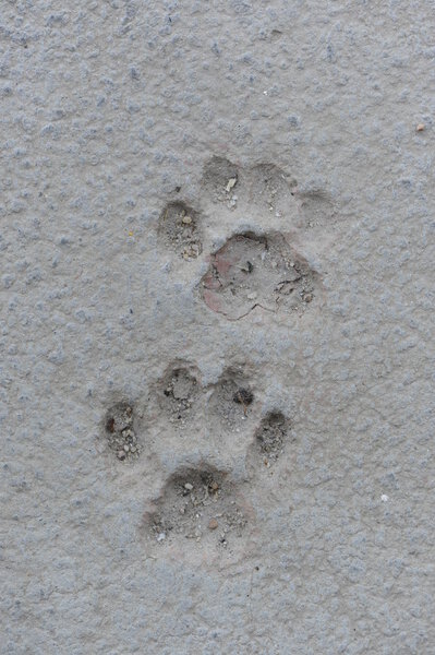 Cat Paw Prints in Concrete