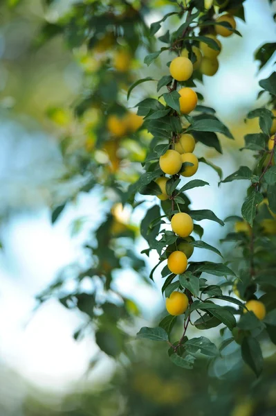 Prugne di ciliegio gialle sul ramo dell'albero — Foto Stock