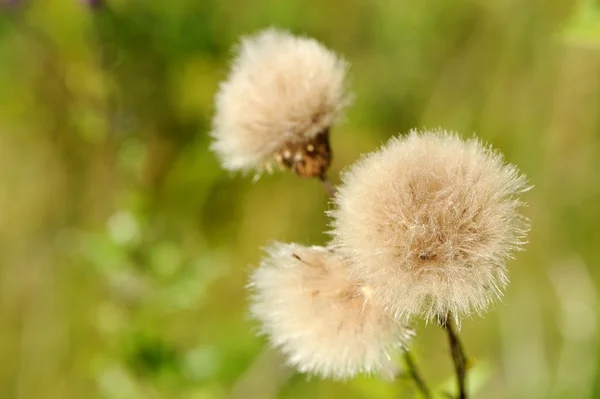 Λουλούδια Coltsfoot (Tussilago Farfara) — Φωτογραφία Αρχείου