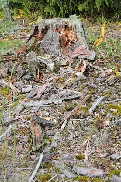 ormandaki ağaç kütüğü