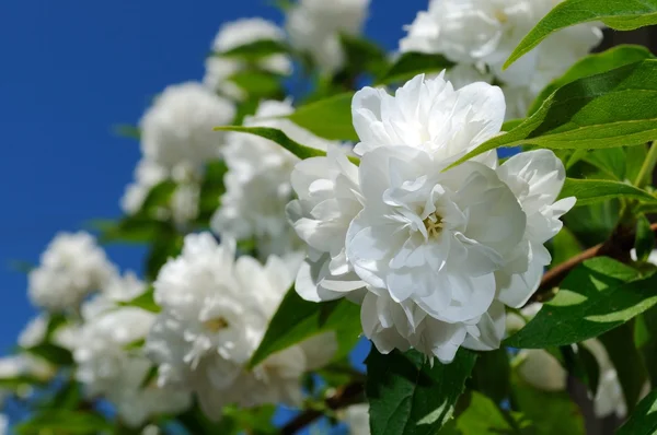 Beautiful White Jasmine Flowers on Blue Sky Background — Stock Image Beautiful White Jasmine Flowers on Blue Sky Background Royalty Free Stock Photos