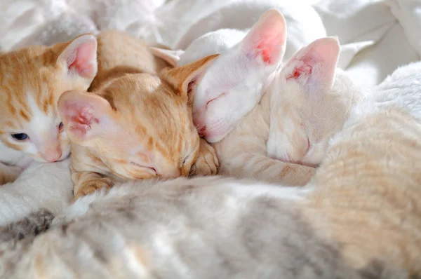 和他们的母亲睡觉的小猫 — 图库照片
