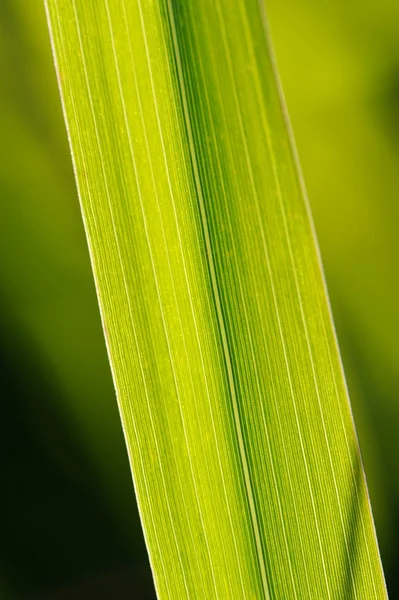 Grönt gräs makro — Stockfoto
