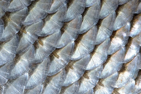 Real Roach Fish Scales Macro Background — Stock Photo, Image