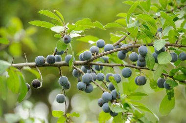 Blackthorn (Sloe or Prunus Spinosa) on Tree Branch clipart