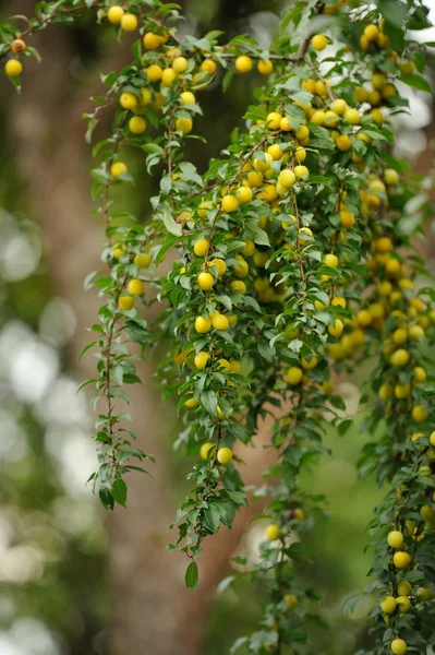 Ciruelas amarillas de cerezo en rama de árbol — Foto de Stock