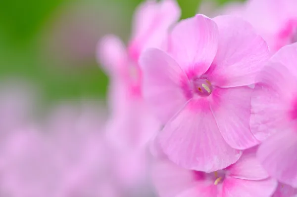Rosa Phlox Blüten Makro mit Kopierraum — Stockfoto