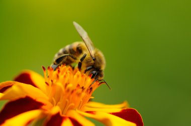 kadife çiçeği (tagetes) çiçek pollinating arı