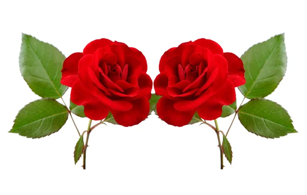 Två vackra röda rosor isolerad på vit bakgrund — Stockfoto