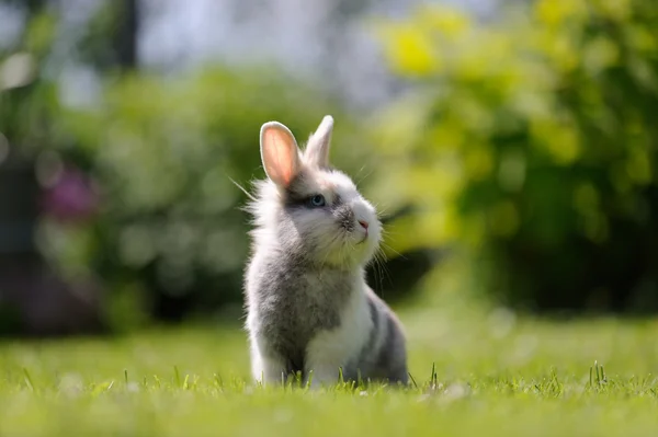 緑の芝生の屋外かわいいふわふわウサギ — ストック写真