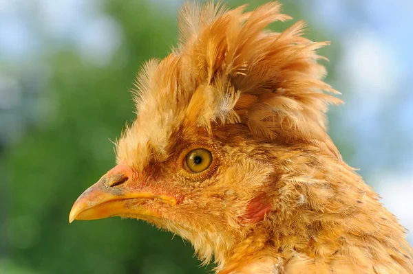 Roliga röda crested kyckling närbild — Stockfoto