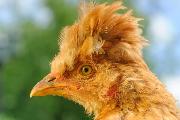 Funny Red Crested Chicken Close-Up