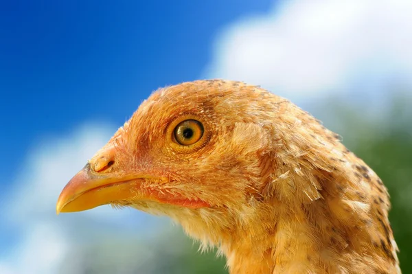 Küçük kırmızı tavuk yakın çekim — Stok fotoğraf