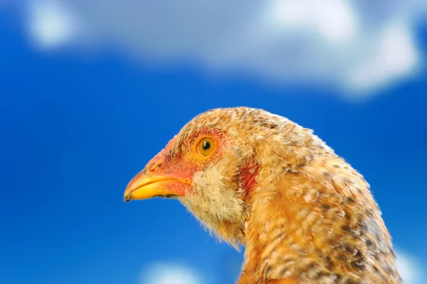 Pollo joven de cerca contra el cielo azul — Foto de Stock