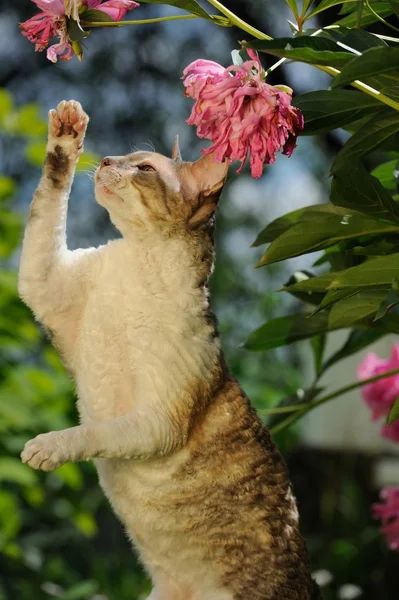 Cornish Rex Gato brincando com flores — Fotografia de Stock