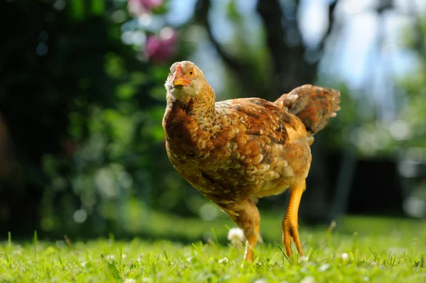 Séta az udvarban foltos csirke — Stock Fotó