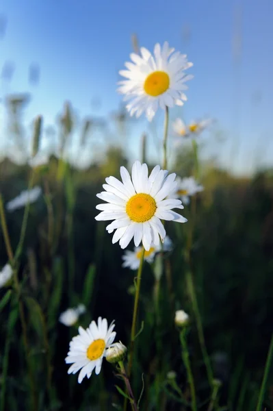 Hermosas flores de margarita en el campo —  Fotos de Stock