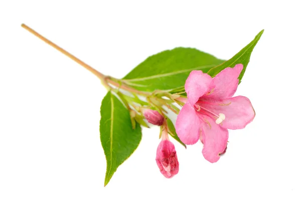Rosa Weigela Blume isoliert auf weißem Hintergrund — Stockfoto