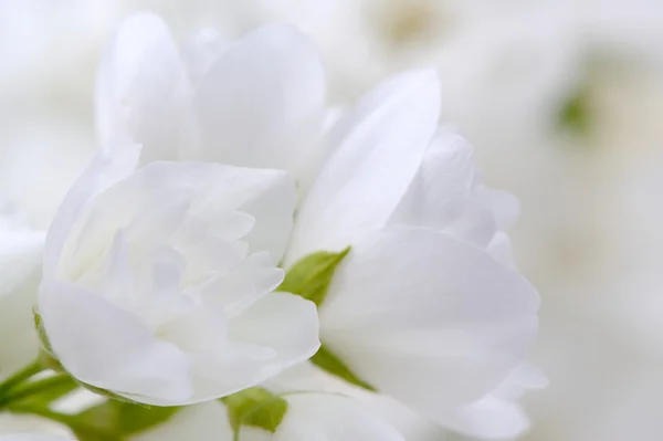 Romantische witte jasmijn bloemen close-up — Stockfoto