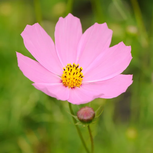 Λουλούδι ροζ κήπων cosmos (Μεξικού aster) — Φωτογραφία Αρχείου