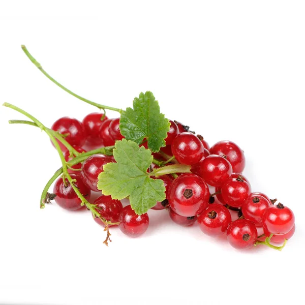 Ribes rosso con foglie verdi isolate su sfondo bianco — Foto Stock