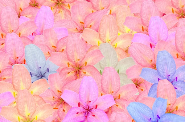 Flores de lírio multicoloridas — Fotografia de Stock