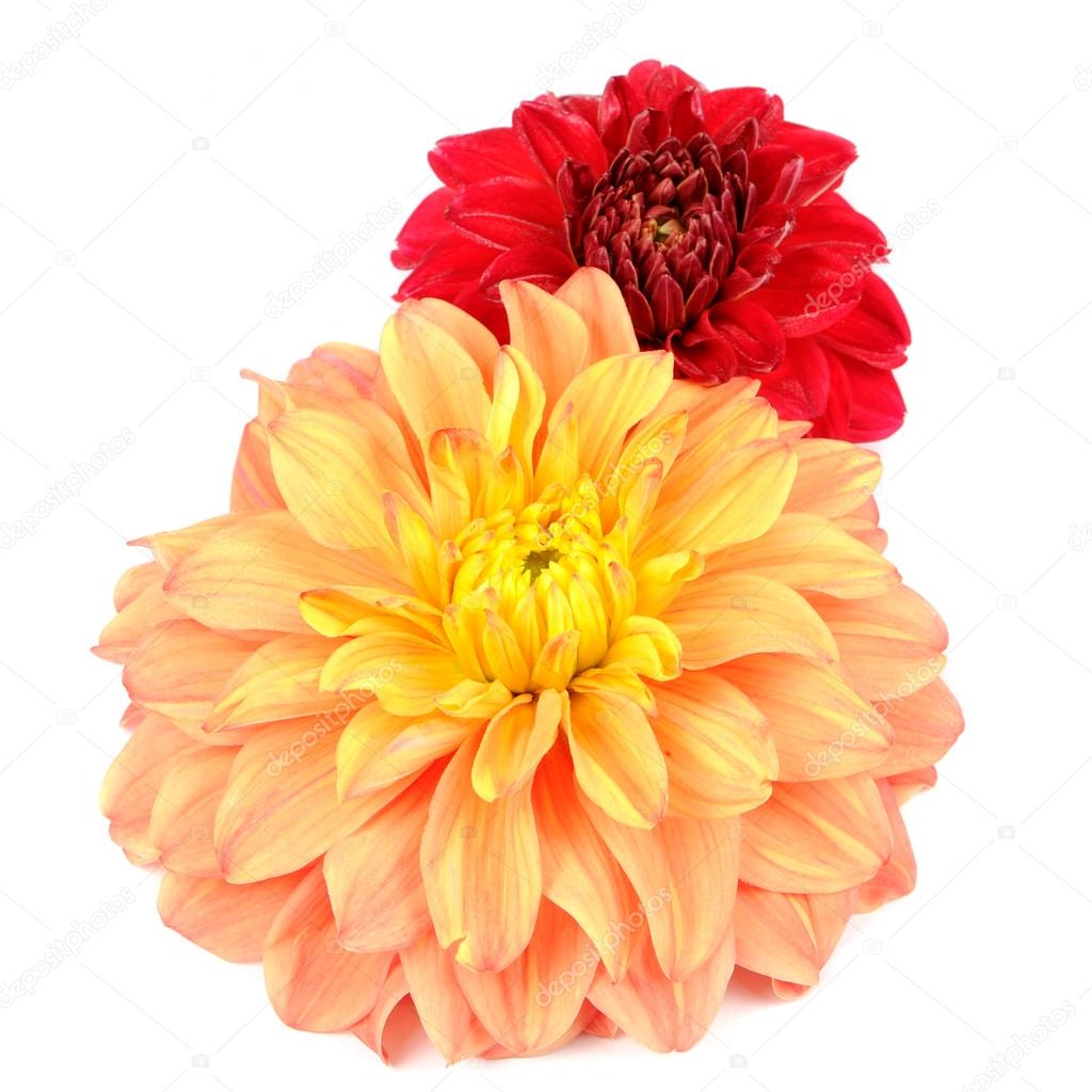 Orange and Red Dahlia Flowers Isolated on White Background