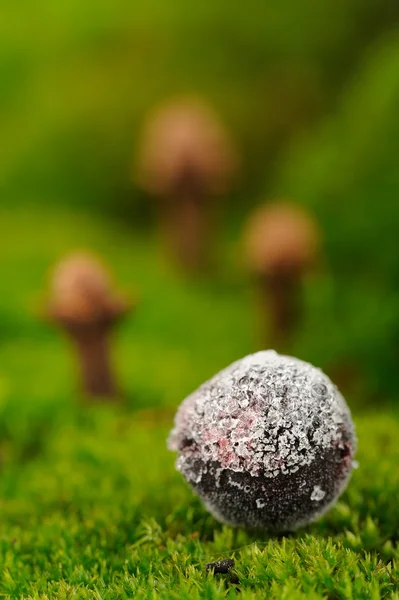 Frozen Blackcurrant on Green Moss Background — Stock Photo, Image