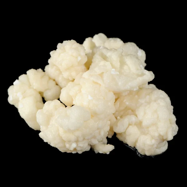 Champignon Guérisseur Tibétain (Champignon Lait Tibétain) ) — Photo