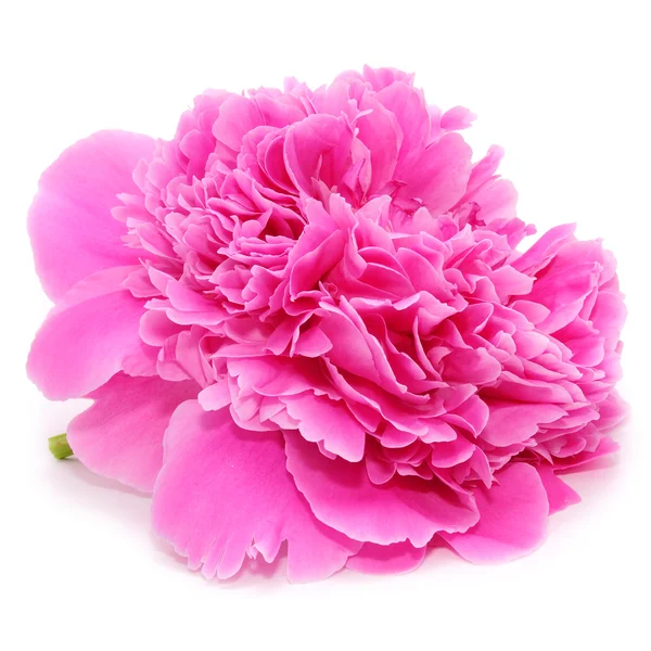 하얀 배경에 고립되어 있는 분홍빛 꽃 — 스톡 사진