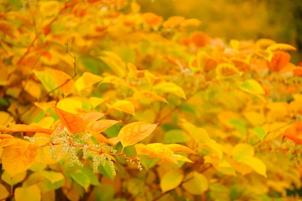 Cornejo siberiano (Cornus Alba) con hojas rojas y amarillas en otoño —  Fotos de Stock