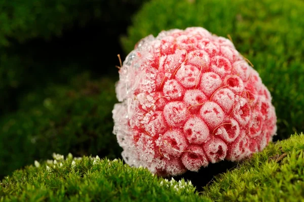 Frozen Raspberry on Green Moss Close Up — Stock Photo, Image