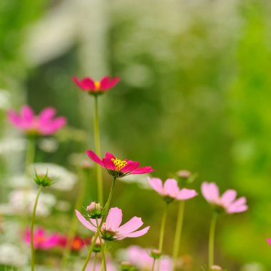 Pink Garden Cosmos Flowers in Summer clipart