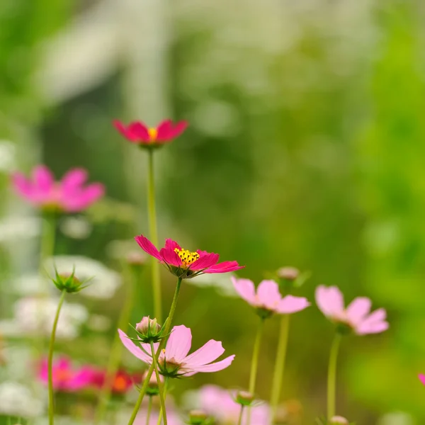 在夏天的粉红色的花园波斯菊花海 — 图库照片