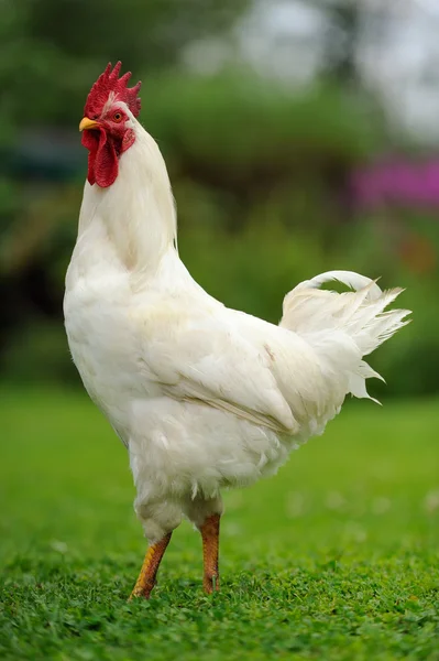 White Rooster (Cock) on Green Lawn — Stock Photo, Image