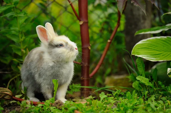 Cute Rabbit in Summer Garden — Stock Photo, Image