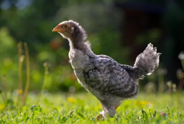 Young Chicken Outdoors in Summer — Stock Photo, Image