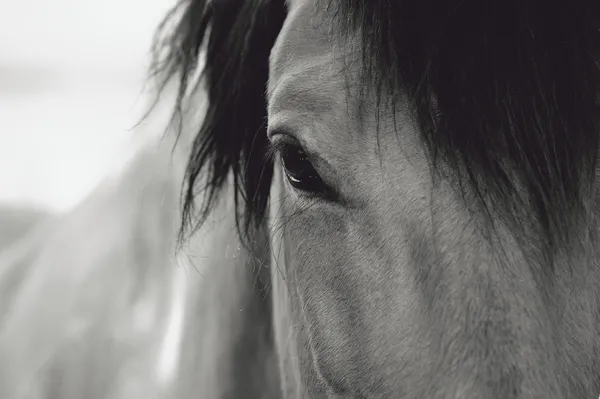 Horse Eye Close-Up — Stock Photo, Image